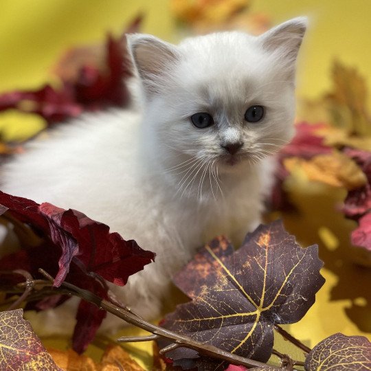 chaton Ragdoll lilac point mitted Uthopie Les Ragdolls de la Croisette