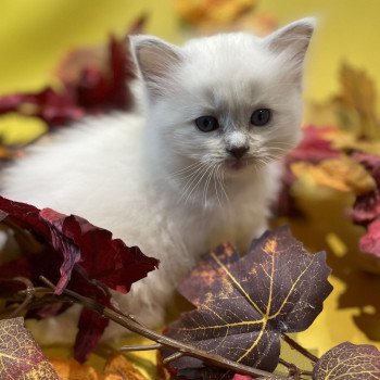 chaton Ragdoll lilac point mitted Uthopie Les Ragdolls de la Croisette chaton Ragdoll lilac point mitted Uthopie Les Ragdolls de la Croisette