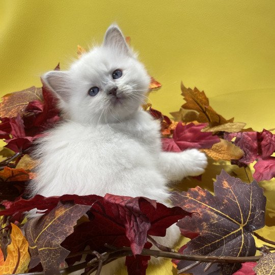 chaton Ragdoll lilac point mitted Uthopie Les Ragdolls de la Croisette