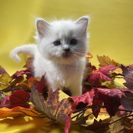 chaton Ragdoll lilac point mitted Uthopie Les Ragdolls de la Croisette