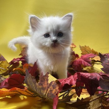 chaton Ragdoll lilac point mitted Uthopie Les Ragdolls de la Croisette chaton Ragdoll lilac point mitted Uthopie Les Ragdolls de la Croisette