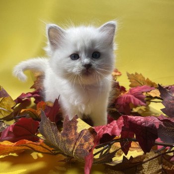 chaton Ragdoll lilac point mitted Uthopie Les Ragdolls de la Croisette