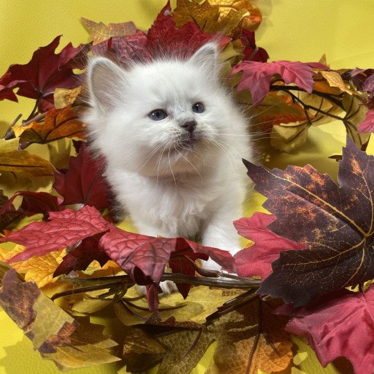 chaton Ragdoll lilac point mitted Uthopie Les Ragdolls de la Croisette