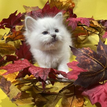 chaton Ragdoll lilac point mitted Uthopie Les Ragdolls de la Croisette chaton Ragdoll lilac point mitted Uthopie Les Ragdolls de la Croisette