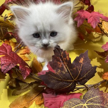 chaton Ragdoll lilac point mitted Uthopie Les Ragdolls de la Croisette