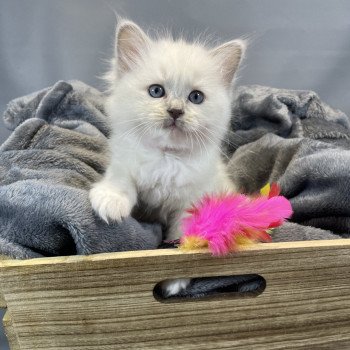 chaton Ragdoll lilac point mitted Uthopie Les Ragdolls de la Croisette