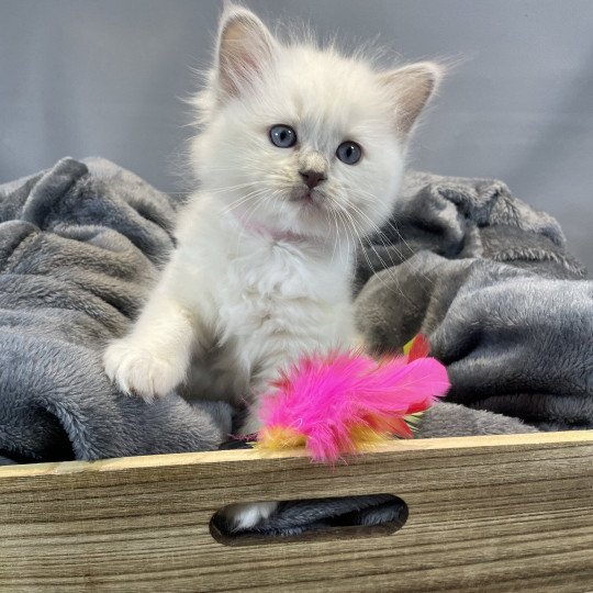 chaton Ragdoll lilac point mitted Uthopie Les Ragdolls de la Croisette