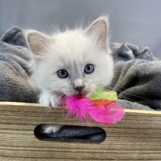 chaton Ragdoll lilac point mitted Uthopie Les Ragdolls de la Croisette