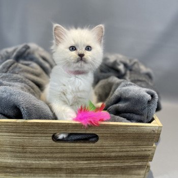 chaton Ragdoll lilac point mitted Uthopie Les Ragdolls de la Croisette