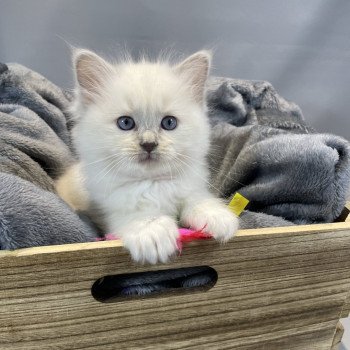 chaton Ragdoll lilac point mitted Uthopie Les Ragdolls de la Croisette