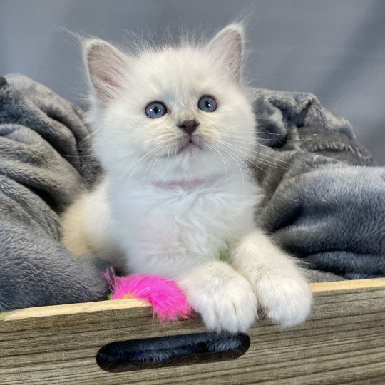 chaton Ragdoll lilac point mitted Uthopie Les Ragdolls de la Croisette