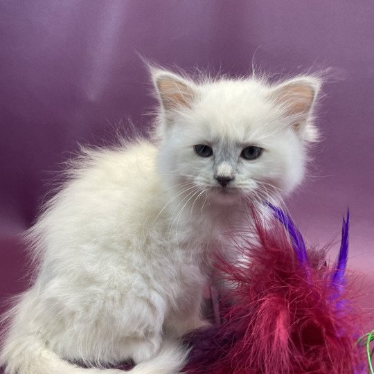 chaton Ragdoll lilac point mitted Uthopie Les Ragdolls de la Croisette