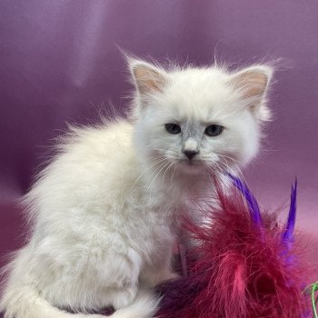 chaton Ragdoll lilac point mitted Uthopie Les Ragdolls de la Croisette