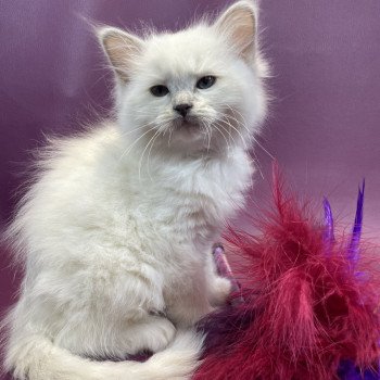 chaton Ragdoll lilac point mitted Uthopie Les Ragdolls de la Croisette