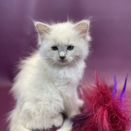 chaton Ragdoll lilac point mitted Uthopie Les Ragdolls de la Croisette