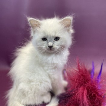 chaton Ragdoll lilac point mitted Uthopie Les Ragdolls de la Croisette