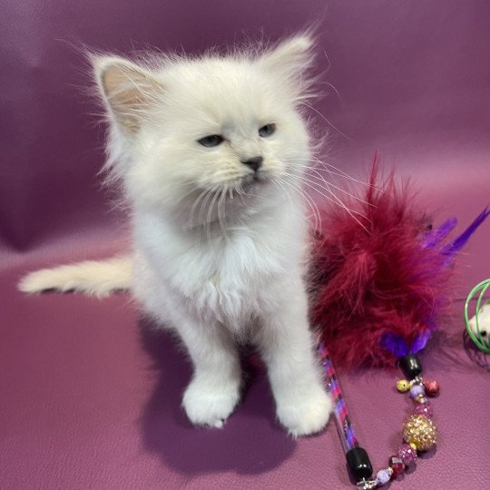 chaton Ragdoll lilac point mitted Uthopie Les Ragdolls de la Croisette