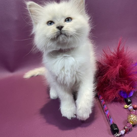 chaton Ragdoll lilac point mitted Uthopie Les Ragdolls de la Croisette