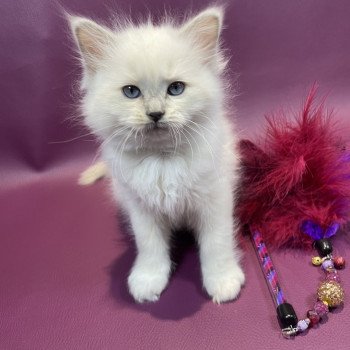 chaton Ragdoll lilac point mitted Uthopie Les Ragdolls de la Croisette