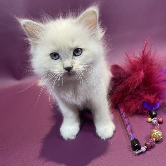 chaton Ragdoll lilac point mitted Uthopie Les Ragdolls de la Croisette