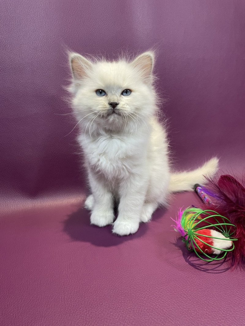 Uthopie De La Croisette Femelle Ragdoll