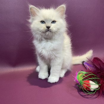 chaton Ragdoll lilac point mitted Uthopie Les Ragdolls de la Croisette