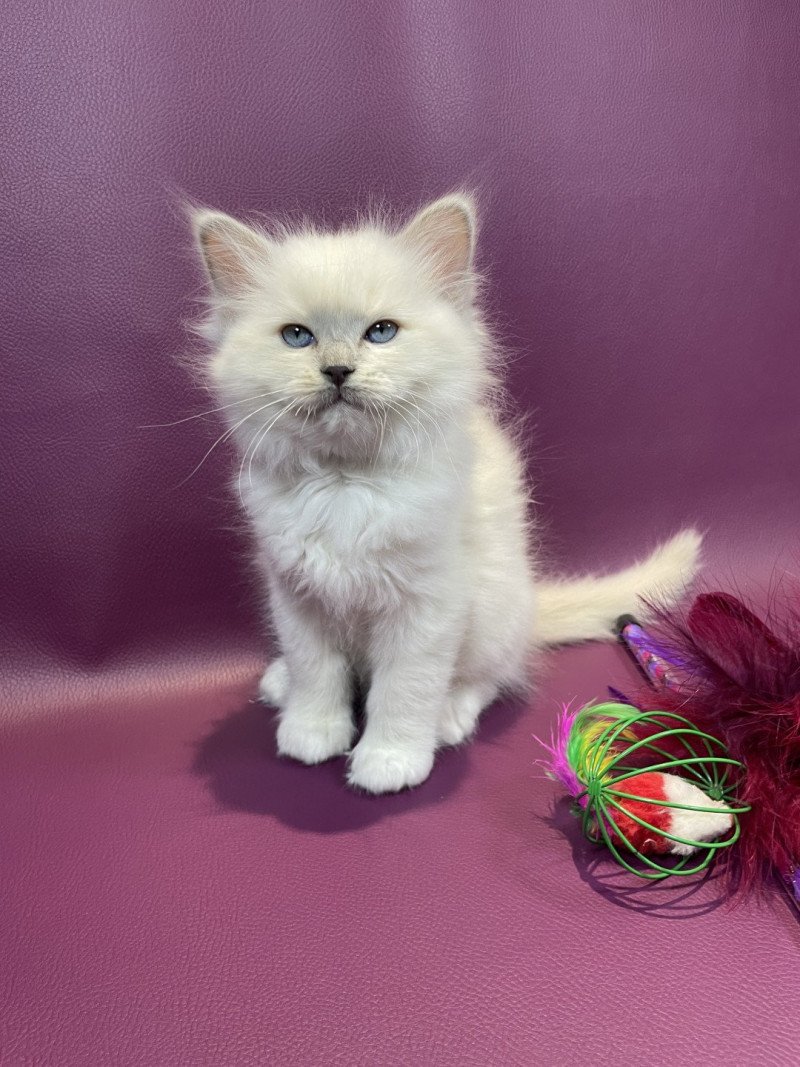 Uthopie De La Croisette Femelle Ragdoll