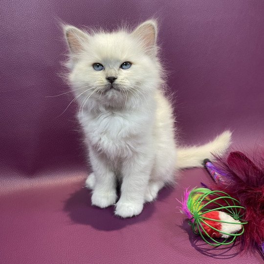 chaton Ragdoll lilac point mitted Uthopie Les Ragdolls de la Croisette