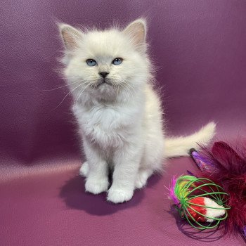 chaton Ragdoll lilac point mitted Uthopie Les Ragdolls de la Croisette chaton Ragdoll lilac point mitted Uthopie Les Ragdolls de la Croisette