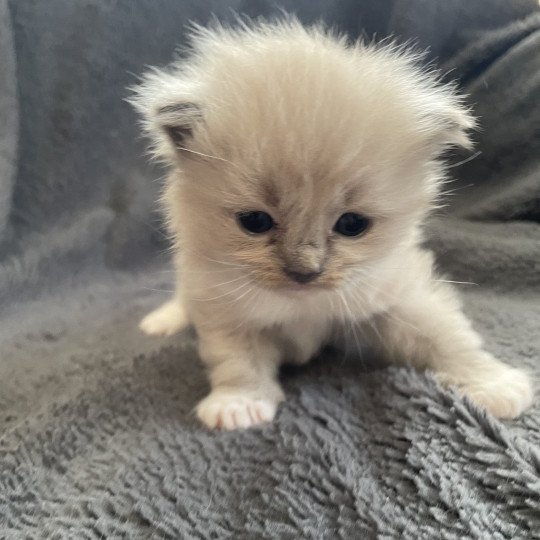 chaton Ragdoll blue mink mitted rose Les Ragdolls de la Croisette