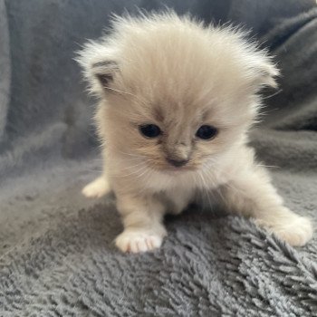 chaton Ragdoll blue mink mitted rose Les Ragdolls de la Croisette chaton Ragdoll blue mink mitted rose Les Ragdolls de la Croisette