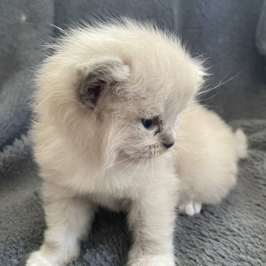 chaton Ragdoll blue mink mitted rose Les Ragdolls de la Croisette
