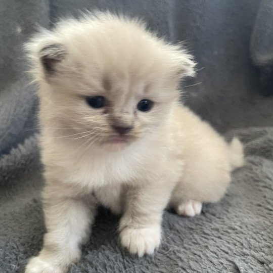chaton Ragdoll blue mink mitted rose Les Ragdolls de la Croisette