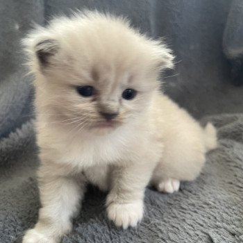 chaton Ragdoll blue mink mitted rose Les Ragdolls de la Croisette chaton Ragdoll blue mink mitted rose Les Ragdolls de la Croisette