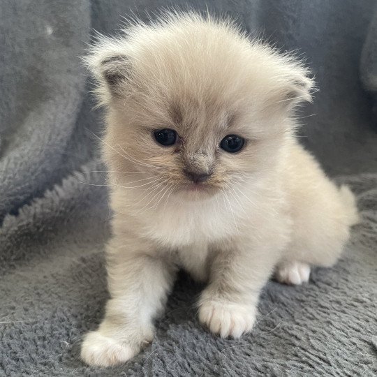 chaton Ragdoll blue mink mitted rose Les Ragdolls de la Croisette