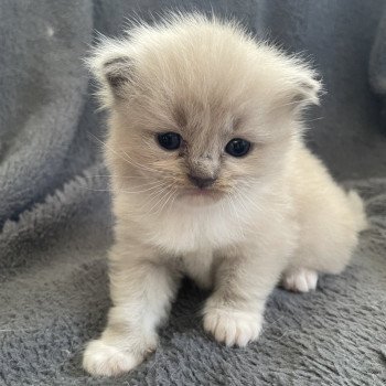 chaton Ragdoll blue mink mitted rose Les Ragdolls de la Croisette chaton Ragdoll blue mink mitted rose Les Ragdolls de la Croisette