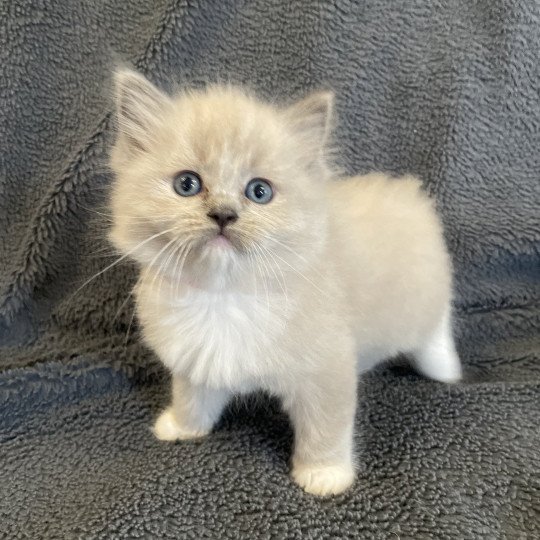 chaton Ragdoll blue mink mitted rose Les Ragdolls de la Croisette