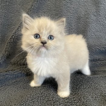 chaton Ragdoll blue mink mitted rose Les Ragdolls de la Croisette chaton Ragdoll blue mink mitted rose Les Ragdolls de la Croisette