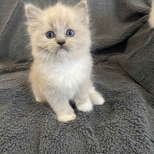 chaton Ragdoll blue mink mitted rose Les Ragdolls de la Croisette