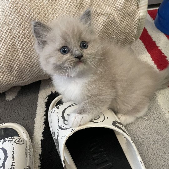 chaton Ragdoll blue mink mitted rose Les Ragdolls de la Croisette