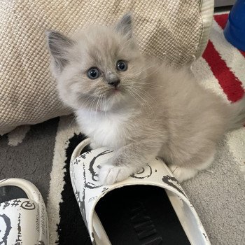 chaton Ragdoll blue mink mitted rose Les Ragdolls de la Croisette chaton Ragdoll blue mink mitted rose Les Ragdolls de la Croisette