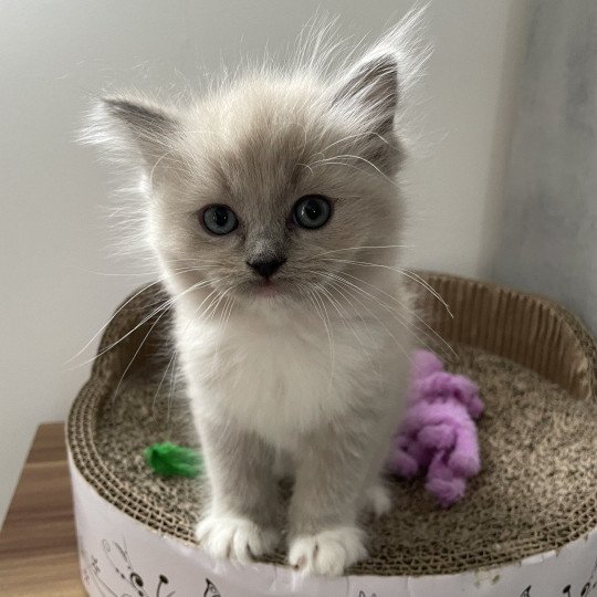 chaton Ragdoll blue mink mitted rose Les Ragdolls de la Croisette