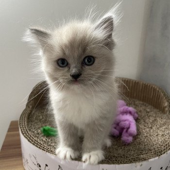 chaton Ragdoll blue mink mitted rose Les Ragdolls de la Croisette chaton Ragdoll blue mink mitted rose Les Ragdolls de la Croisette