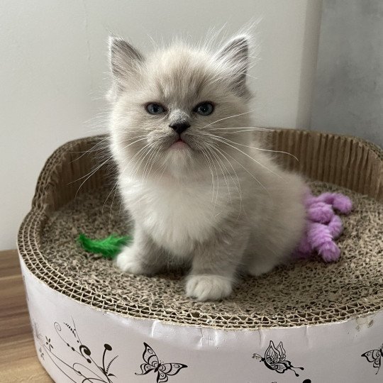 chaton Ragdoll blue mink mitted rose Les Ragdolls de la Croisette