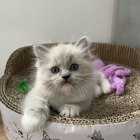 chaton Ragdoll blue mink mitted rose Les Ragdolls de la Croisette