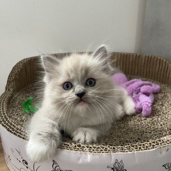 chaton Ragdoll blue mink mitted rose Les Ragdolls de la Croisette chaton Ragdoll blue mink mitted rose Les Ragdolls de la Croisette