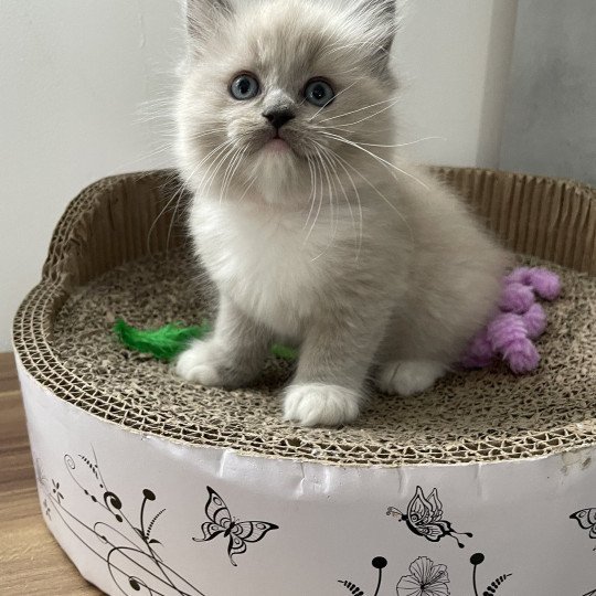 chaton Ragdoll blue mink mitted rose Les Ragdolls de la Croisette