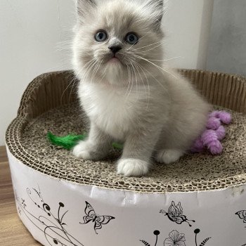 chaton Ragdoll blue mink mitted rose Les Ragdolls de la Croisette chaton Ragdoll blue mink mitted rose Les Ragdolls de la Croisette