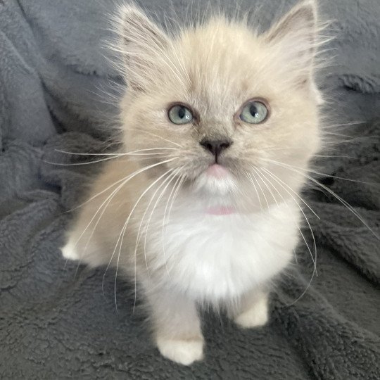 chaton Ragdoll blue mink mitted rose Les Ragdolls de la Croisette