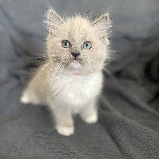 chaton Ragdoll blue mink mitted rose Les Ragdolls de la Croisette